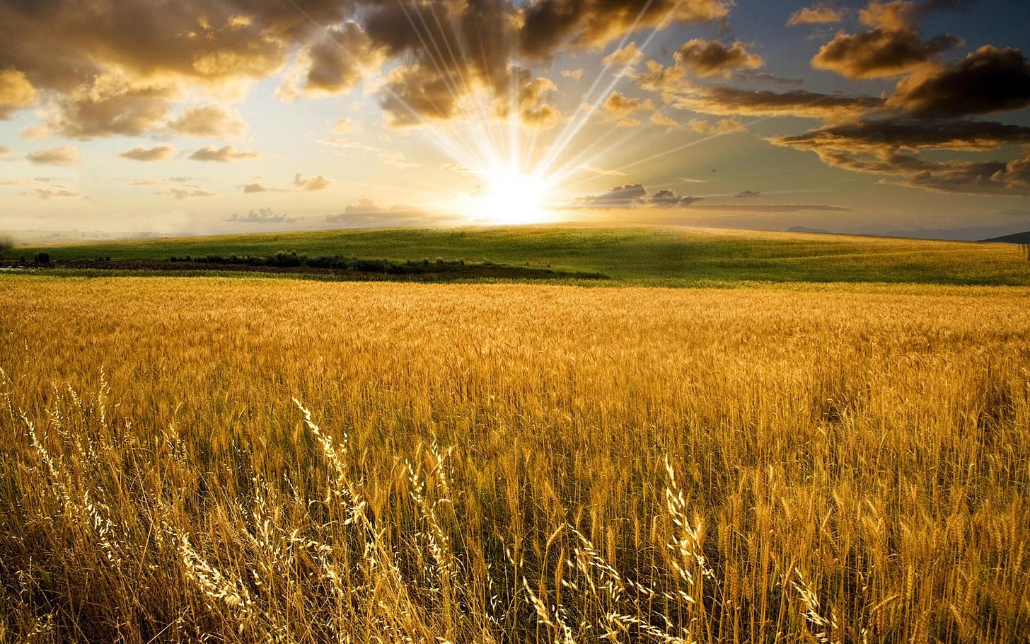 Stunning photo of a field of golden wheat at sunset, late rays breaking over the horizon..