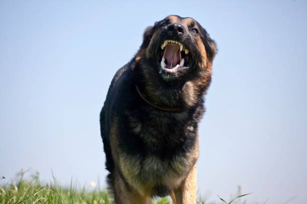 Aggressive dog runs head-on, dog attacks Aggressive dog runs head-on, dog attacks german shepherd attack stock pictures, royalty-free photos & images