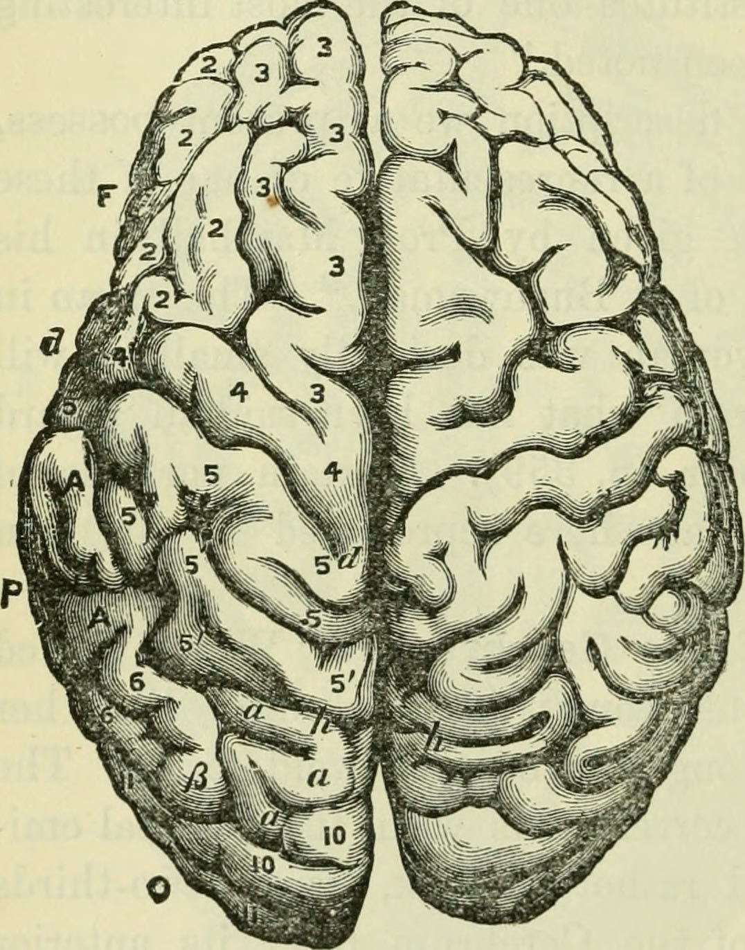 File:The brain as an organ of mind (1896) (14597262410).jpg - Wikimedia  Commons