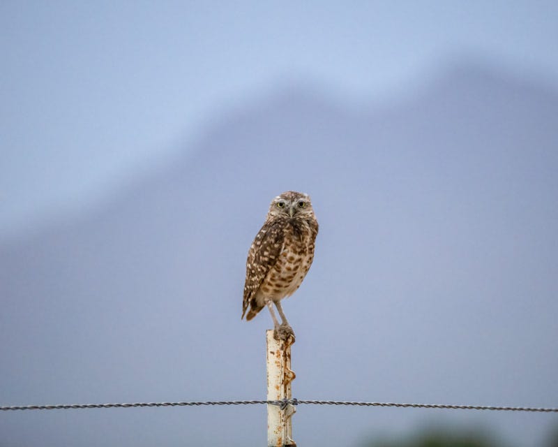 20240803-Marana-313-Edit.jpg