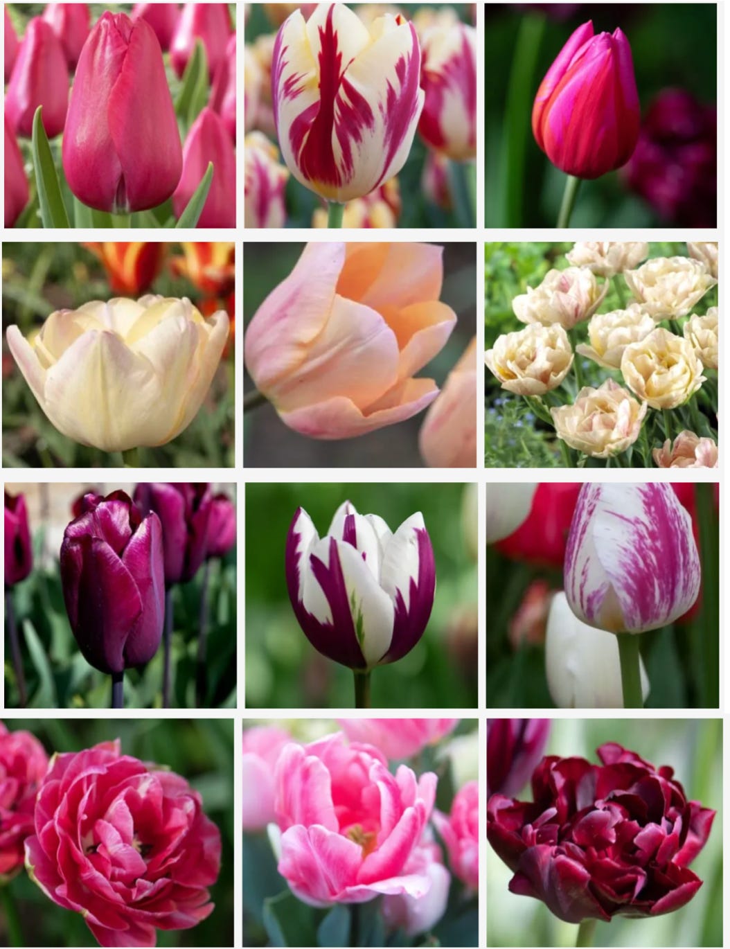 a range of tulips in different colours