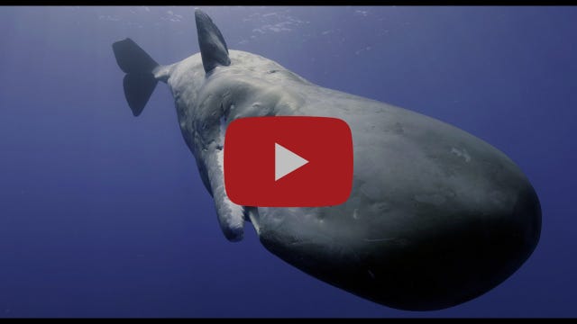 Sperm Whale Attempts To Communicate With Robotic Spy Whale! Sperm Whale Attempts To Communicate With Robotic Spy Whale!