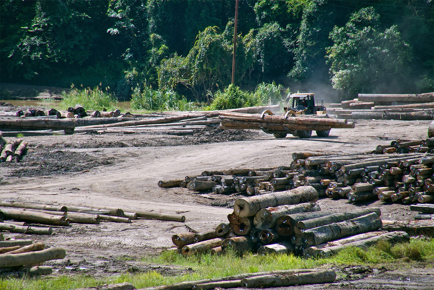Logs harvested from the forests of Malaysian Borneo.