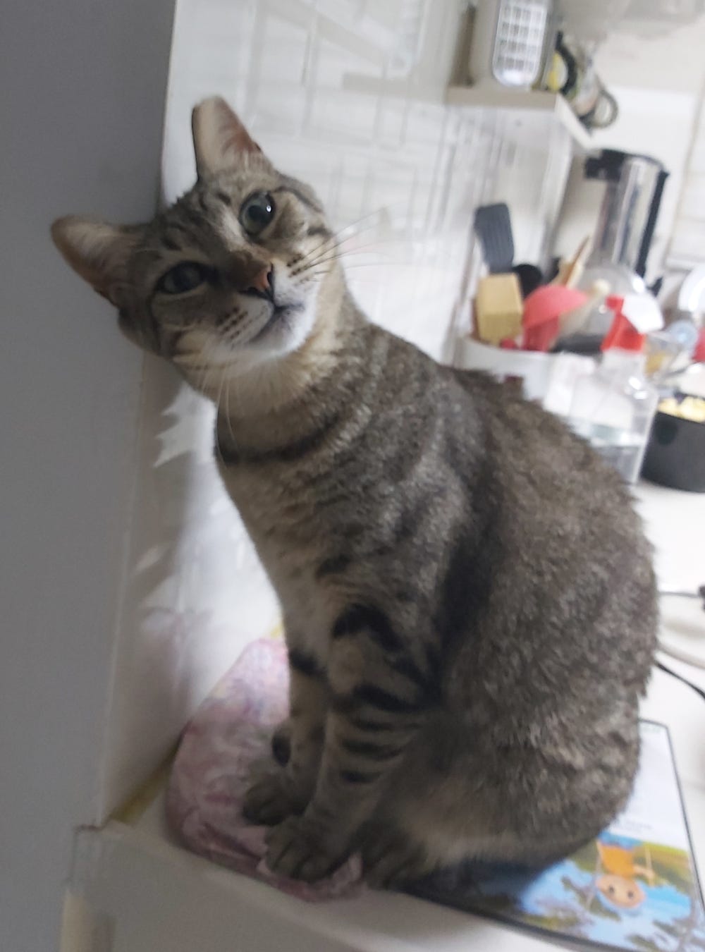 Tiger cat looking at the camera with curiosity as though pondering more mischief