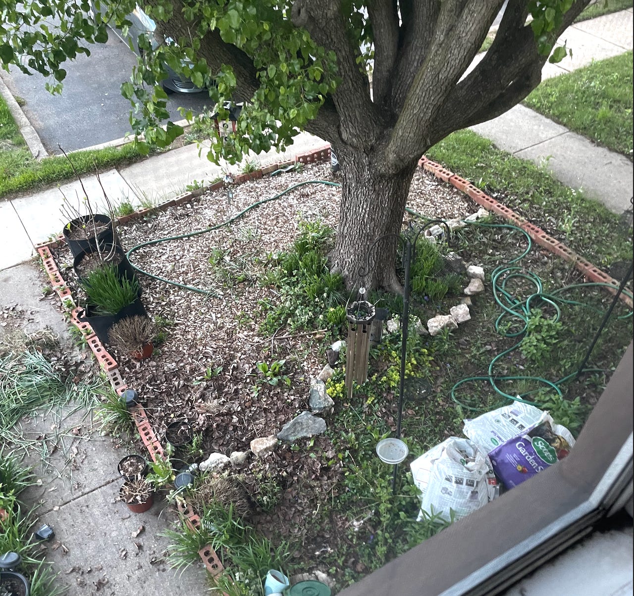 2. A photo of my front garden between the sidewalk and my house viewed from the top floor inside the house looking down. There’s a large tree in the centre, wood chips covering the ground at the front and grass at the back, with the low brick wall lining the edges. There is also some tubs with new plants ready to be planted and a swooping line of white rocks that cuts across. A hose pipe and bags of gardening materials sit nearby as well as cuttings of trimmed plants.