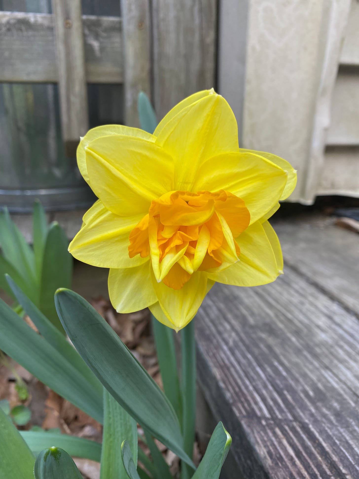 A bright yellow daffodil with an orange center.