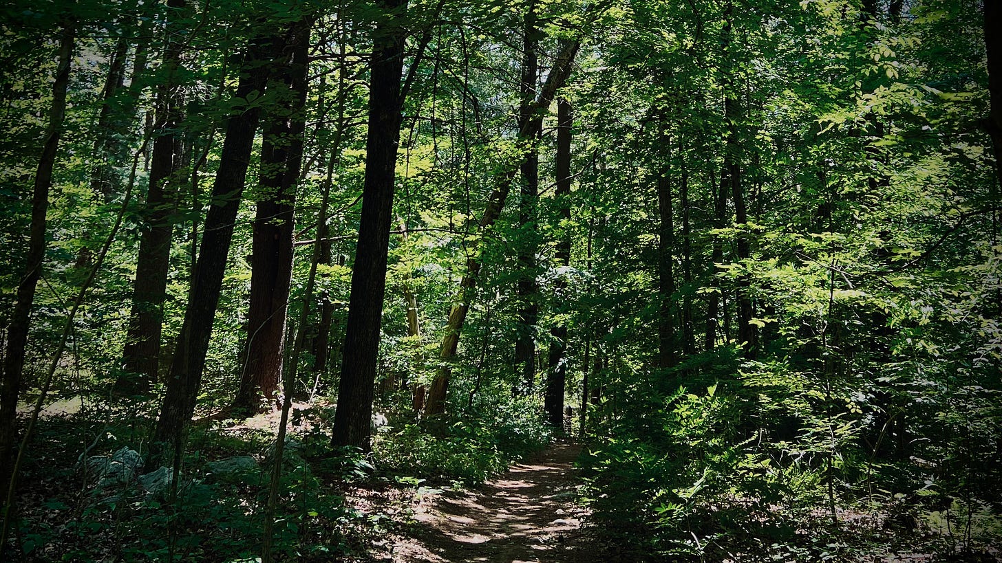 A path through a dark forest