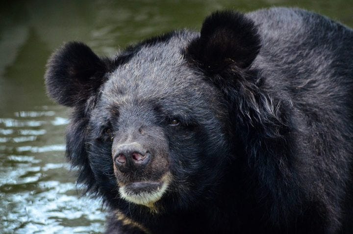 Bear, Black bear, Asian image. Free for use.
