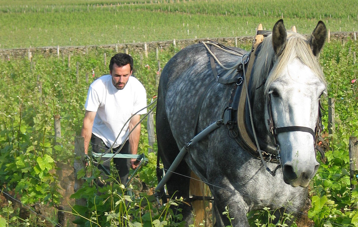 Oronce de Beler in Burgundy with his Percheron draft horse in 2009 (he ceased this activity in 2015). Photo courtesy La Maison Romane.