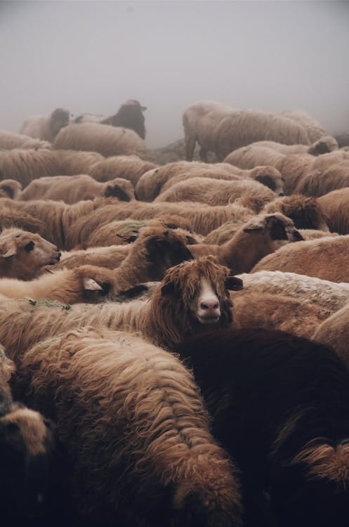 Free Close-up Photo of a Herd of Sheep Stock Photo
