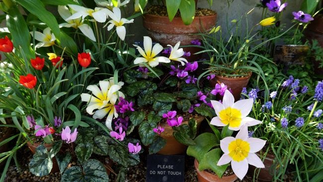Spring flowers at Kew
