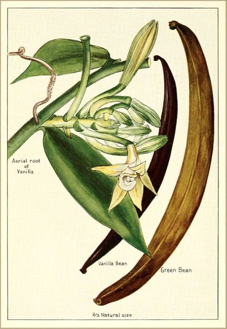 A Brief History of Vanilla | RecipeReminiscing