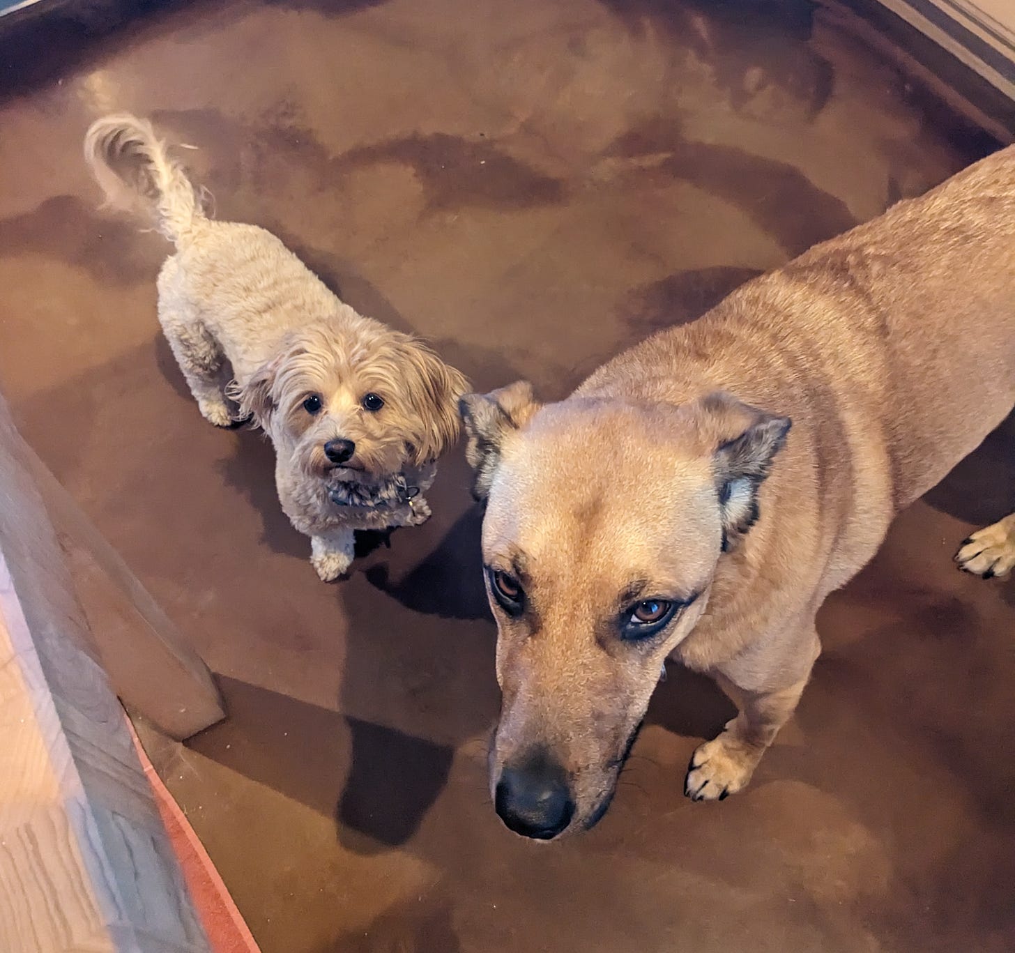 My mom's dog (12-pound Lhasa-poo) and my dog (45-pound mutt) giving side-eye while waiting for treats.