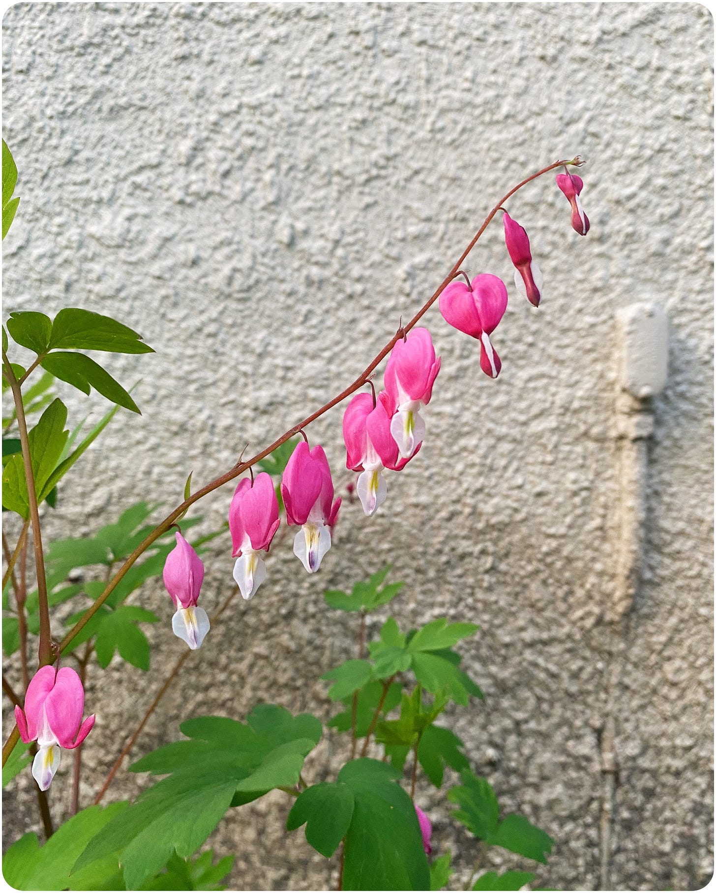 A photograph of pink bleeding hearts backdropped by a stucco wall.