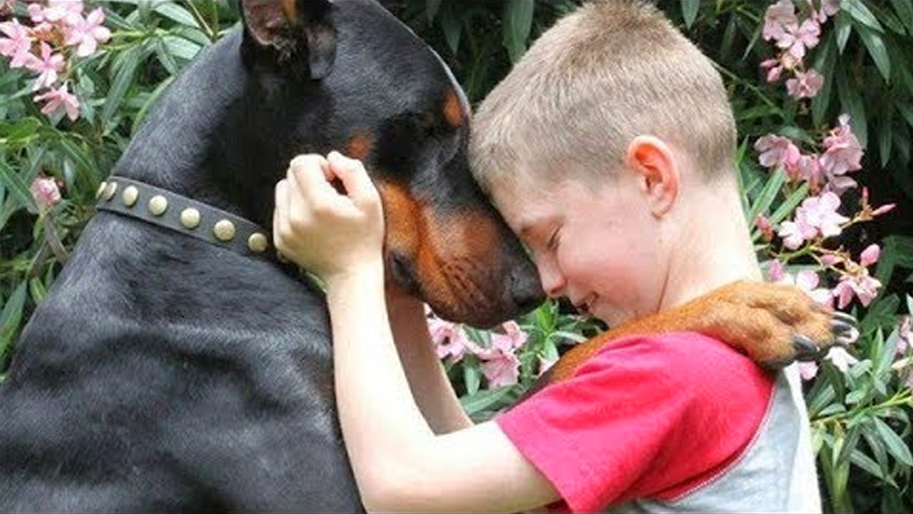 EXTREMELY Protection Dog 🐕 Doberman Dogs Protecting Kids and Owners Compilation # ...