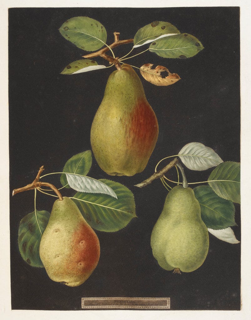 Pomona Britannica; or, a collection of the most esteemed fruits at present cultivated in this country; together with the blossoms and leaves of such as are necessary to distinguish the various sorts from each other. Selected principally from the Royal Gardens at Hampton Court, and the remainder from the most celebrated gardens round London. Accurately drawn and coloured from nature, with full descriptions of their various qualities, seasons, &c. By George Brookshaw, ...