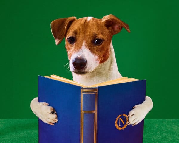 Un cane che guarda un libro aperto.