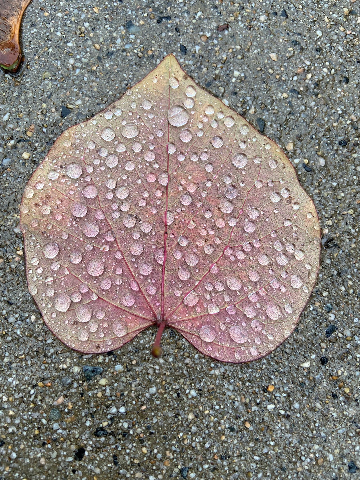 Single redbud leaf, pale mauve in color, covered with beads of water, lying on concrete.