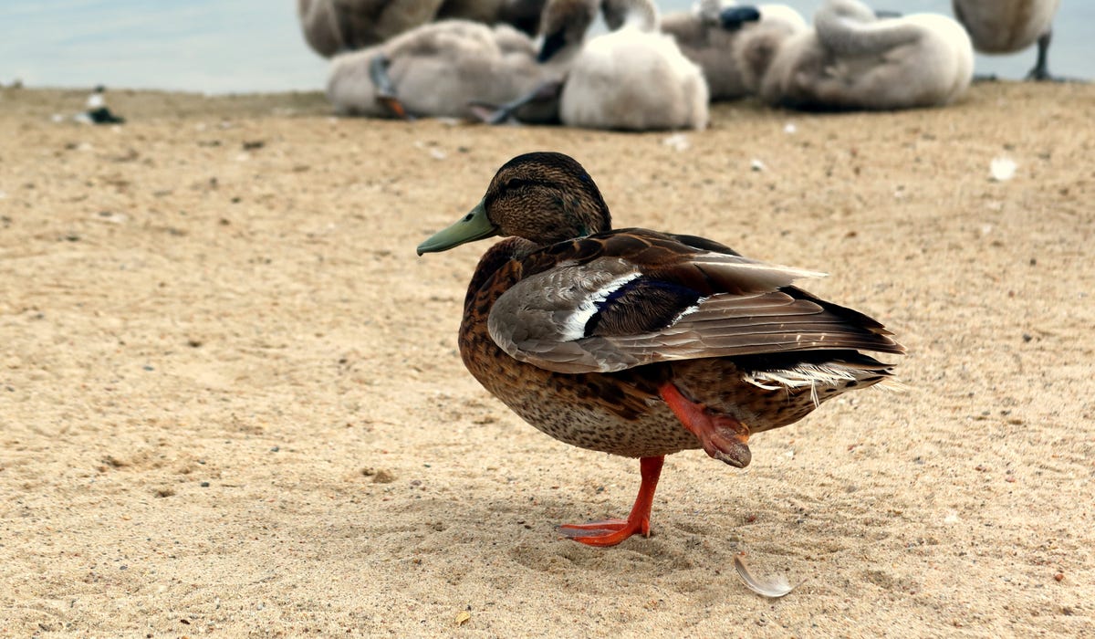 7 Reasons Your Duck Is Limping (and how to help) - Farmhouse Guide