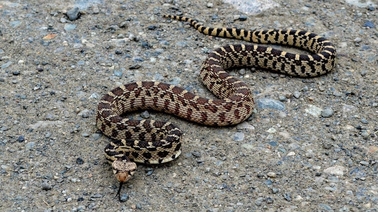 Hot weather is waking B.C. snakes from their slumber. Here's how to  identify them | CBC News