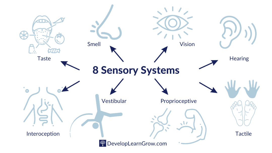 The 8 Sensory Systems Explained - Occupational Therapy Intro ...