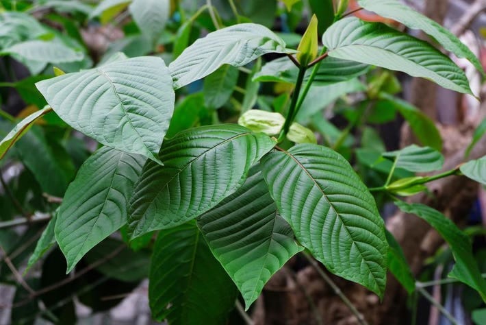 Kratom Could Still Get Banned. Here's What You Need To Know
