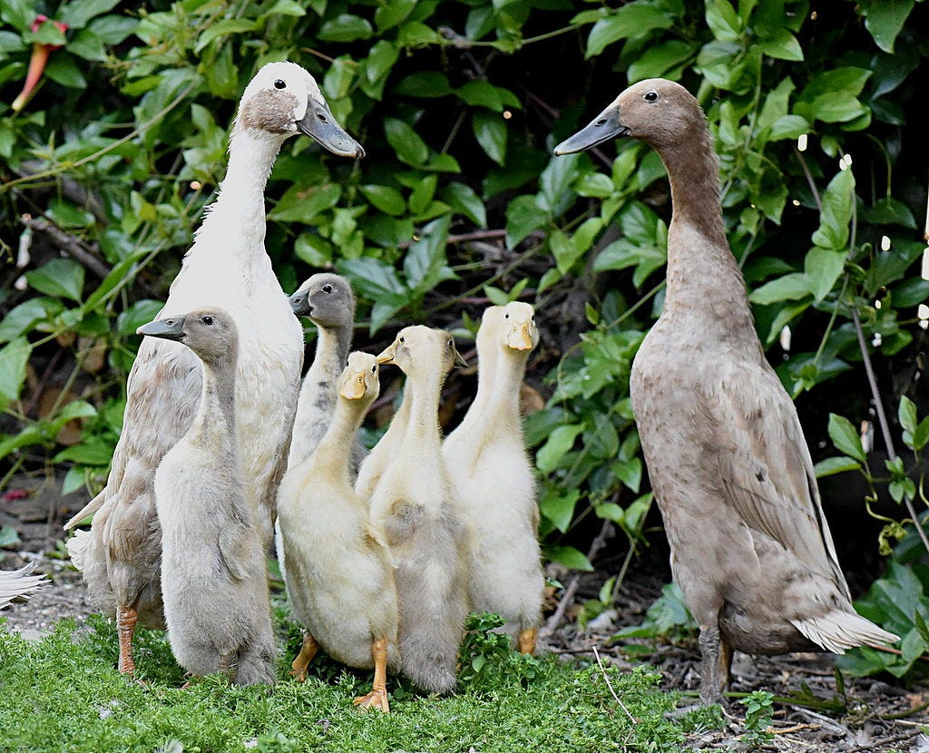 Family of white and silver runner ducks standing upright