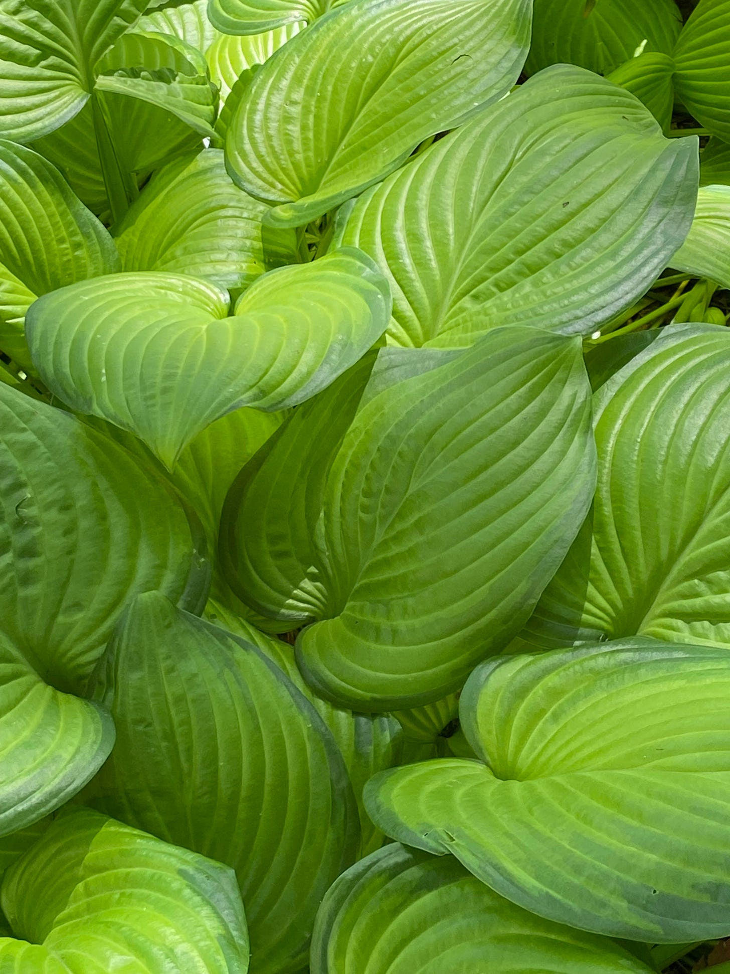Lush growth of bright green plant in New York City's Washington Square Park
