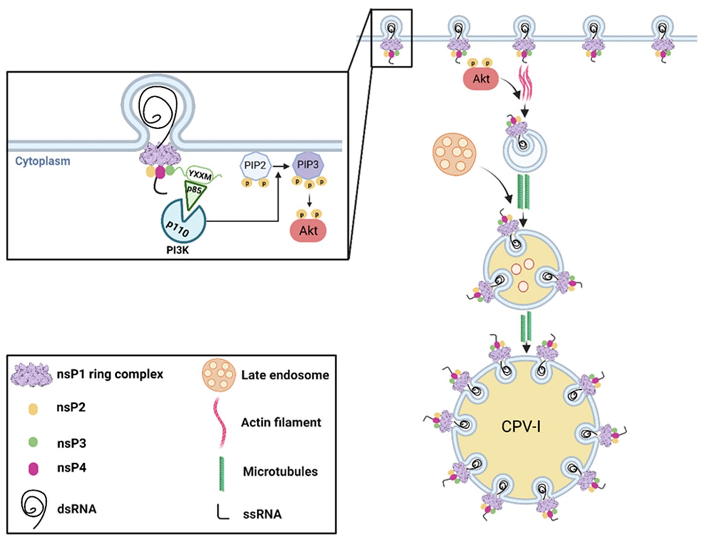 Pathogens 10 00984 g001