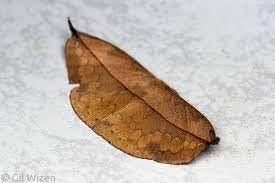 This leaf got me thinking - Gil Wizen