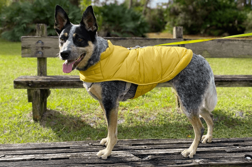 Scout the Australian cattle dog stands on a bench, watching a squirrel in the distance, while wearing a yellow jacket and a retractable leash