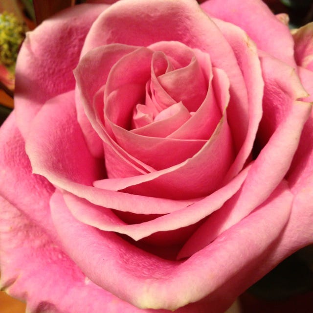 The full jpg of my longtime pink rose avatar.