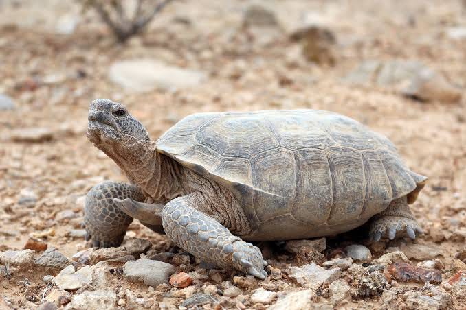 Picture of a desert tortoise