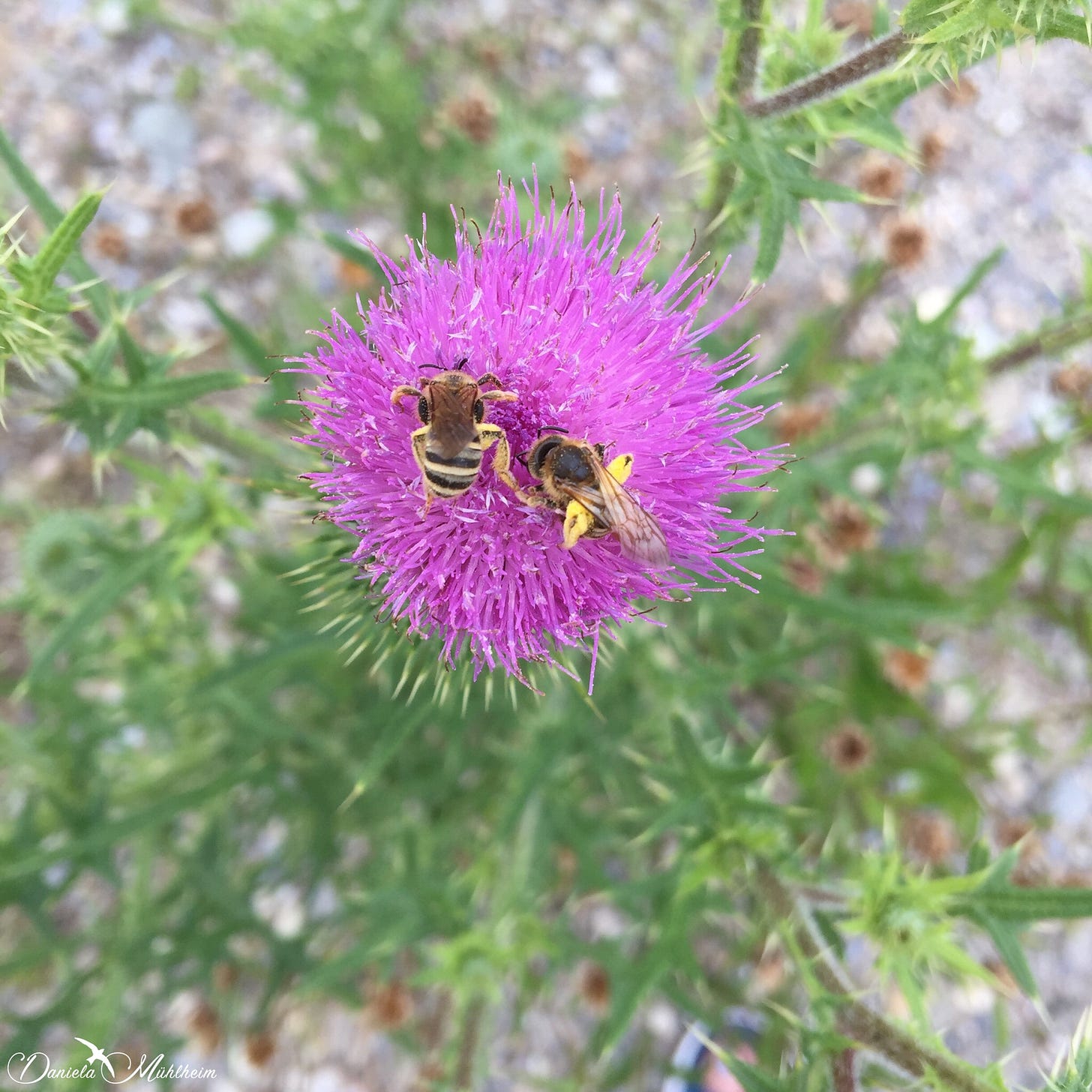 daniela, muehlheim, danielamühlheim, ladybird, exploring, earth, abundance, Switzerland, bee, insect