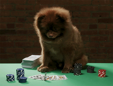 GIF: A pomeranian watches a poker chip spin