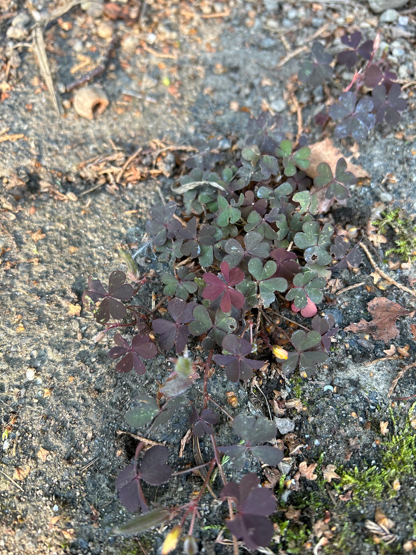 A patch of clover again the dirt. The leaves are varying shades of green and red, with a bright red clover leaf nearly in the centre of the patch.