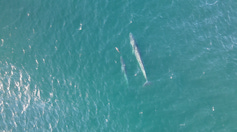 Still image from a drone video showing a Bryde's whale mother and calf pair swimming with dolphins