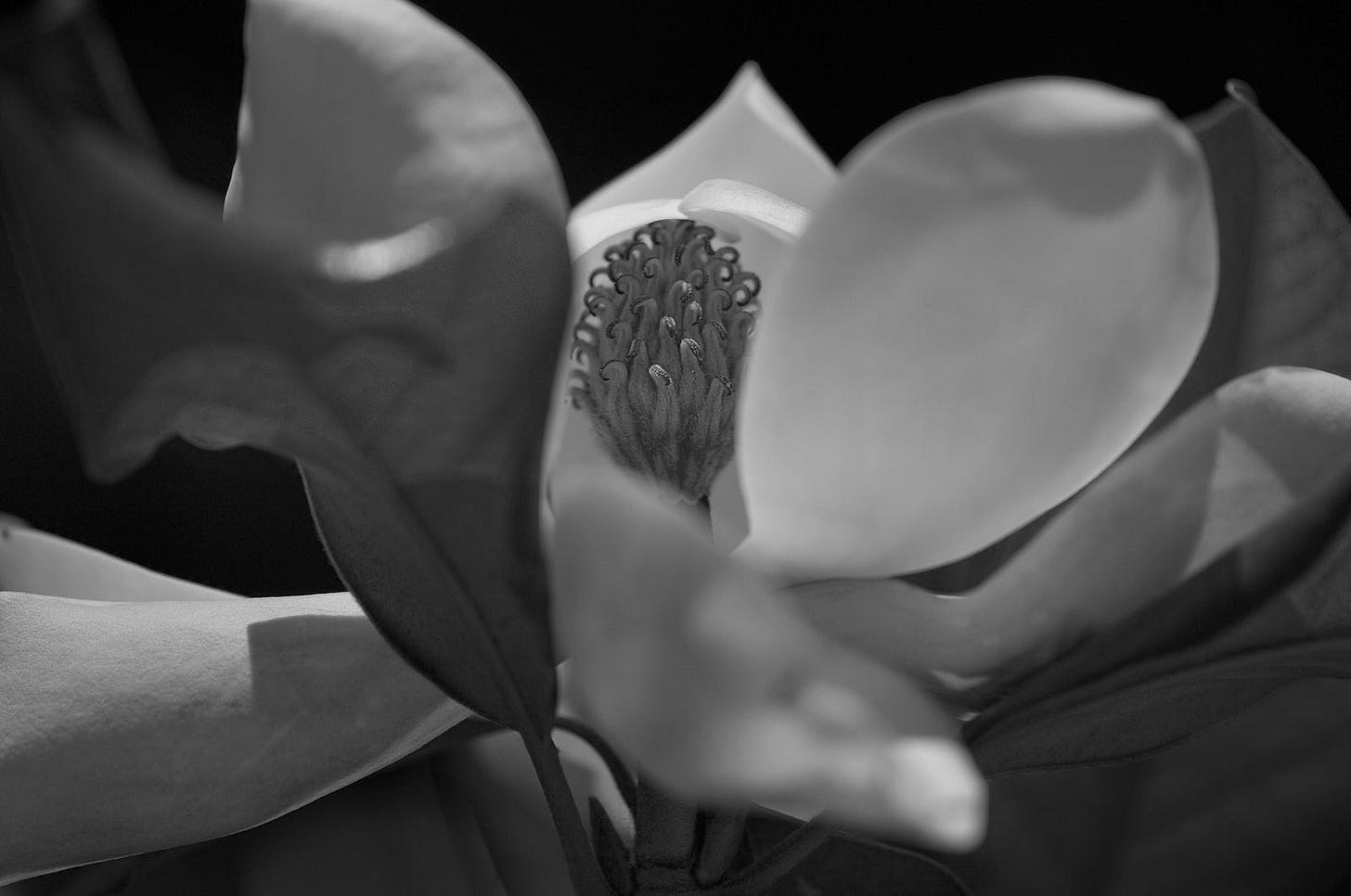 magnolia