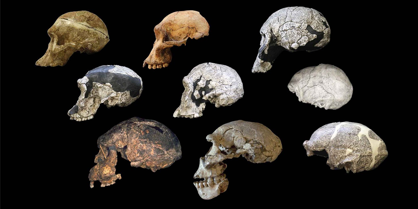 Nine fossil skulls viewed in lateral view with Australopithecus near the top and Homo erectus at bottom