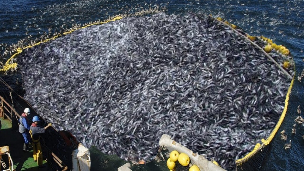 Modern technology of catching fish with big nets - Catch hundreds of tons  of fish on the boat