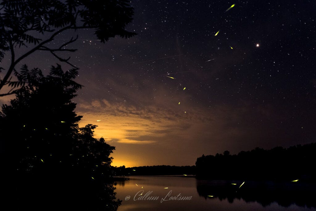 Camp 335 Firefly Composite