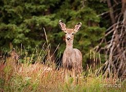 Image result for Grand Tetons deer