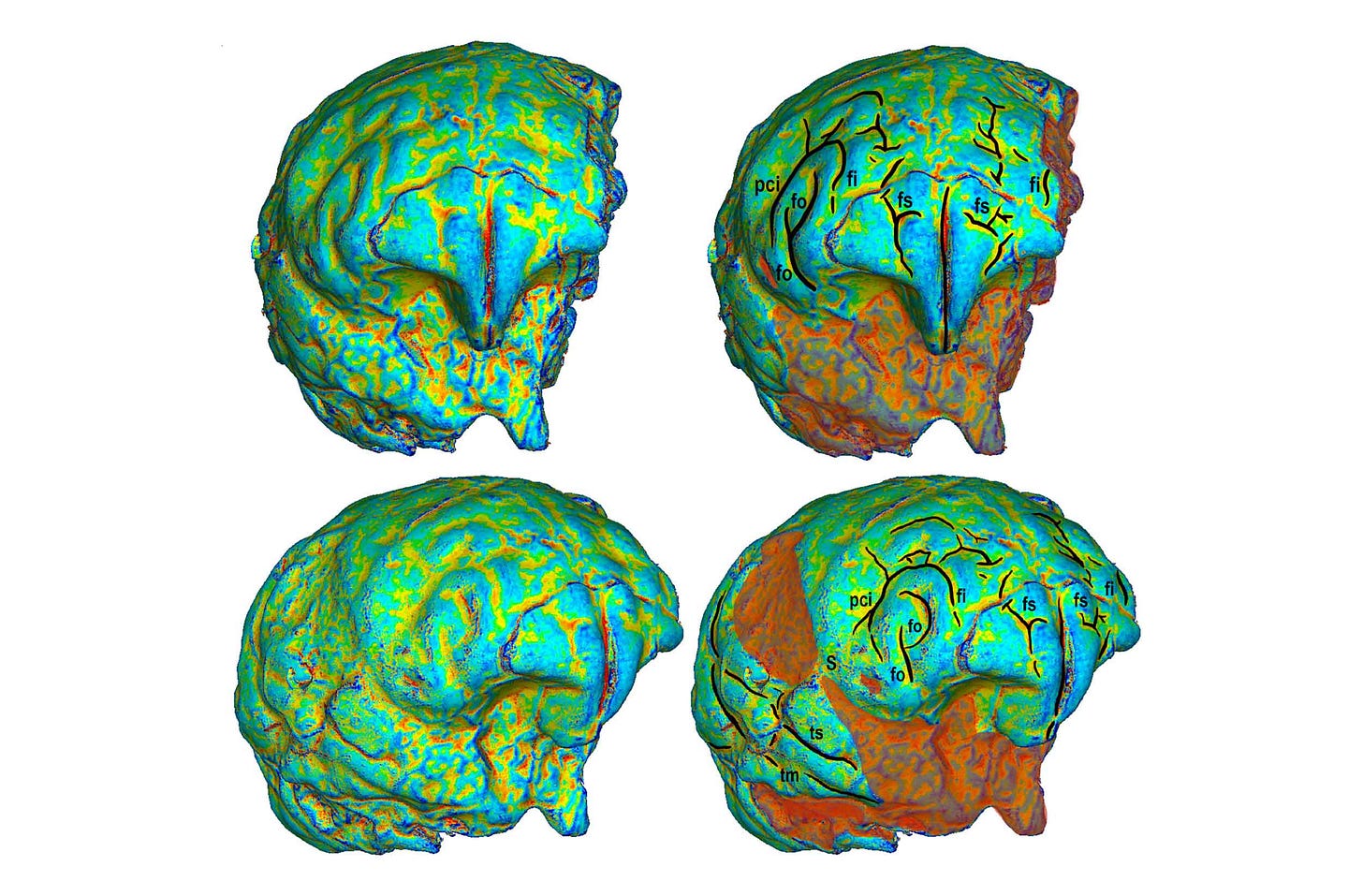 Four images of the Taung endocast with blue to red curvature mapping,