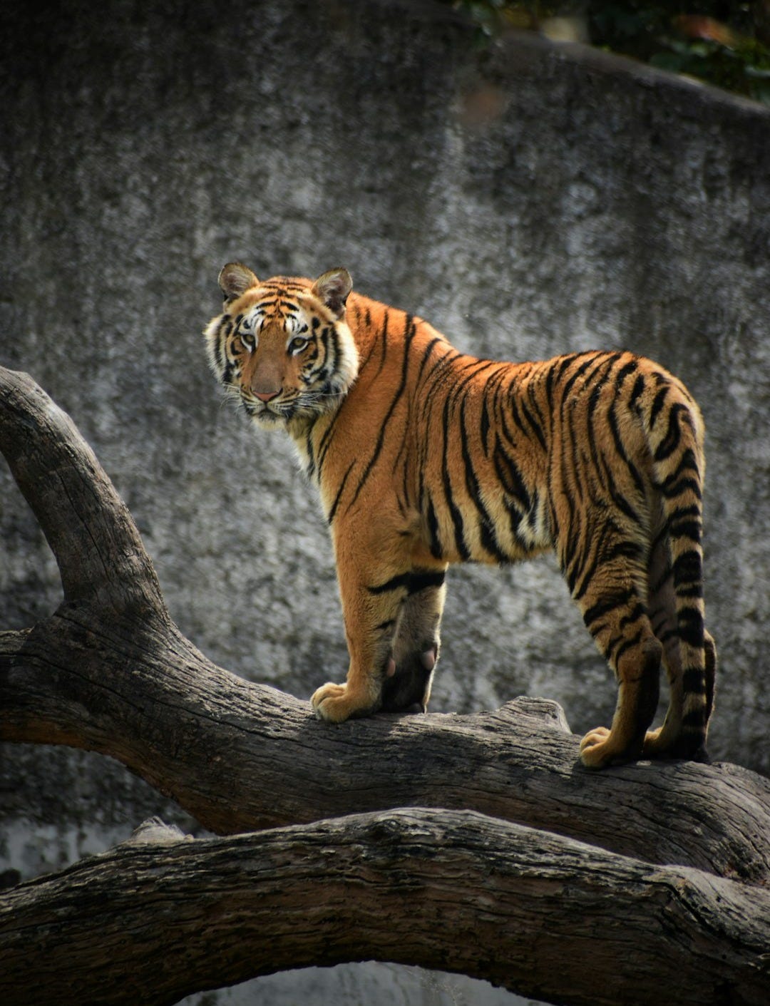 tiger on brown tree log