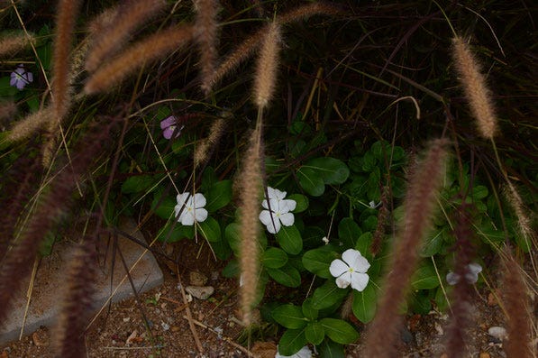 catharanthus roseus