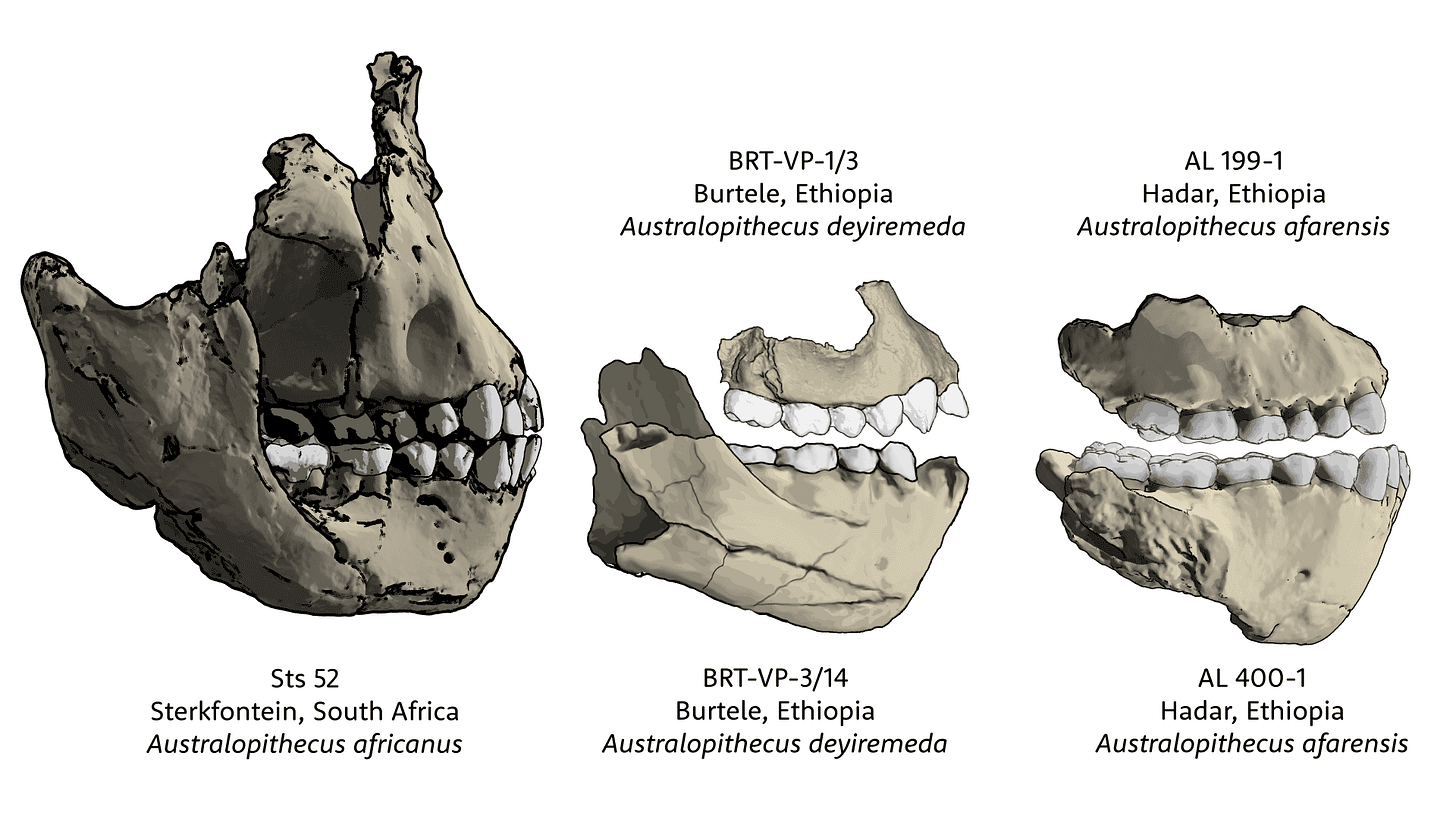 Sts 52 maxilla and mandible, BRT-VP-1/3 maxilla and BRT-VP-3/14 mandible, AL 199-1 maxilla and AL 200-1 mandible Sts 52 maxilla and mandible, BRT-VP-1/3 maxilla and BRT-VP-3/14 mandible, AL 199-1 maxilla and AL 200-1 mandible