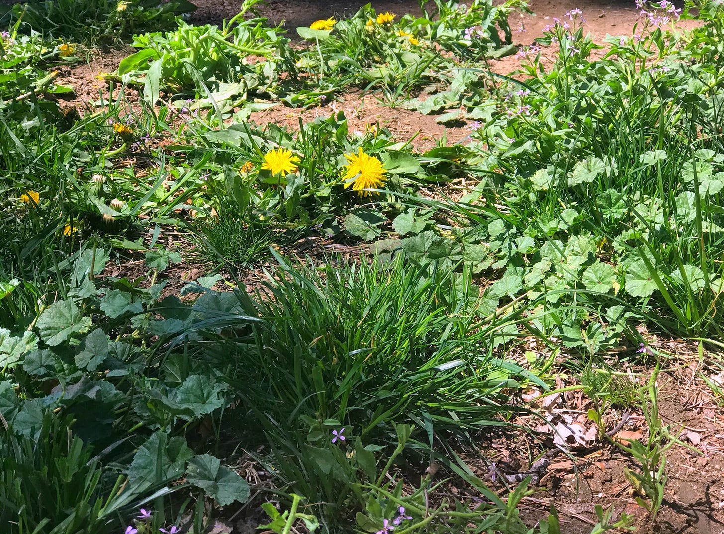 my backyard weeds/pharmacy ;)