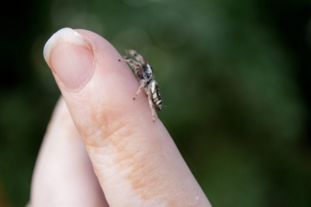 jumping spider on finger