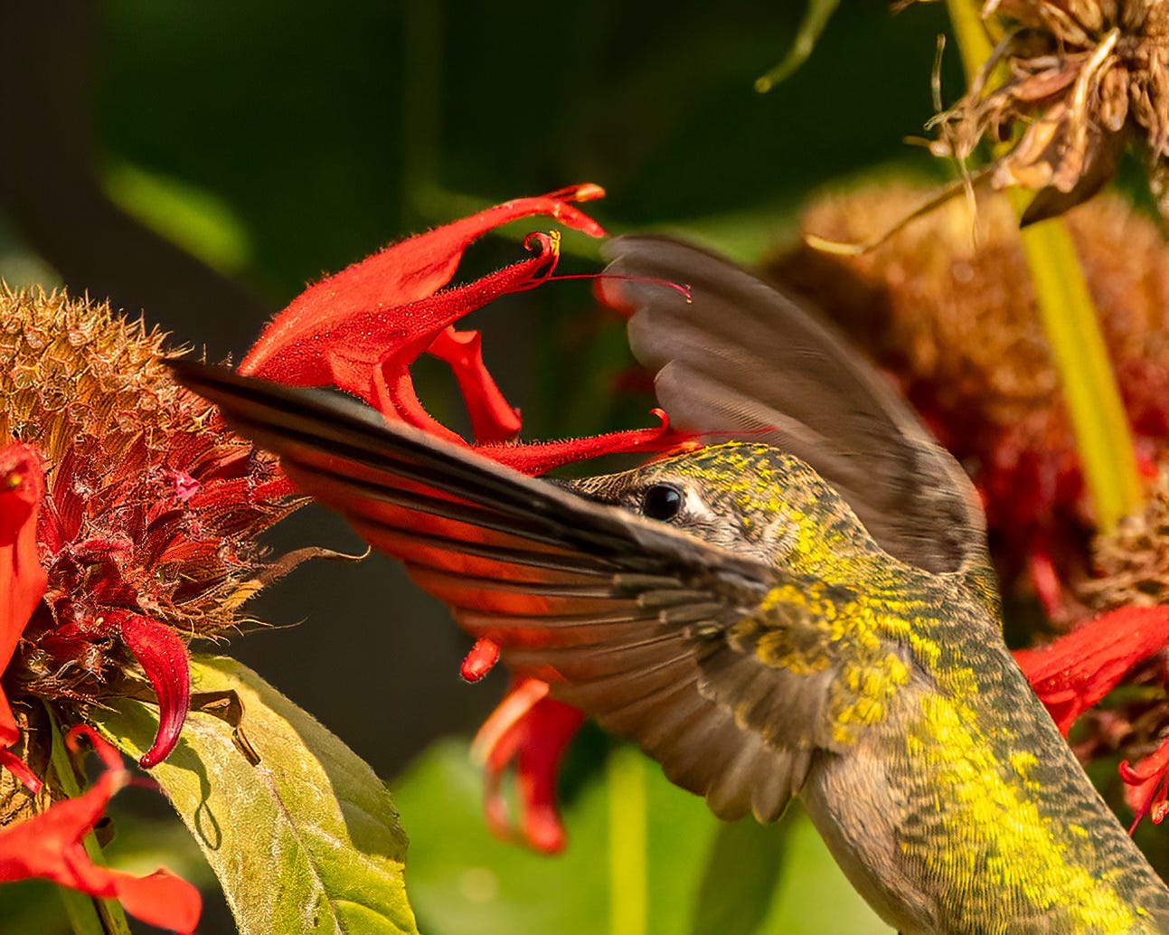 The hummingbird is a bright yellow with translucent wings. he is facing sideways to the camera and has his beak inserted into a bright red flower.