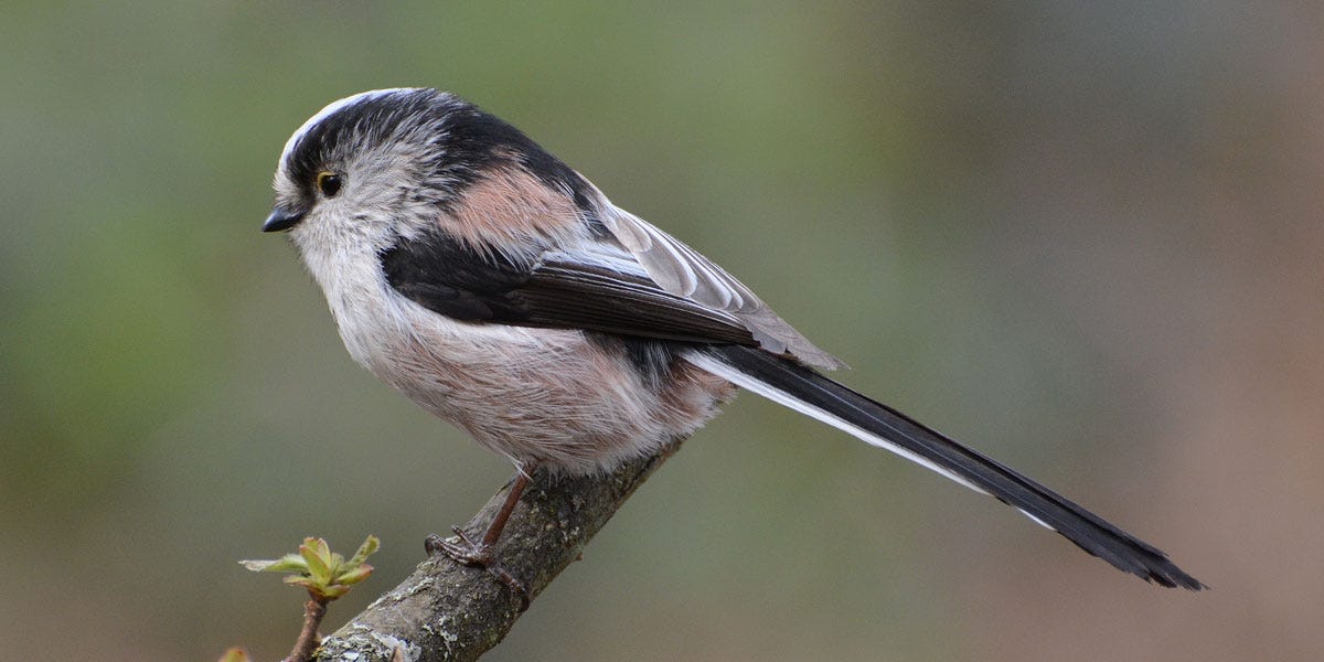 Long Tailed Tit UK | Habitat, Song & Food - Ark Wildlife UK